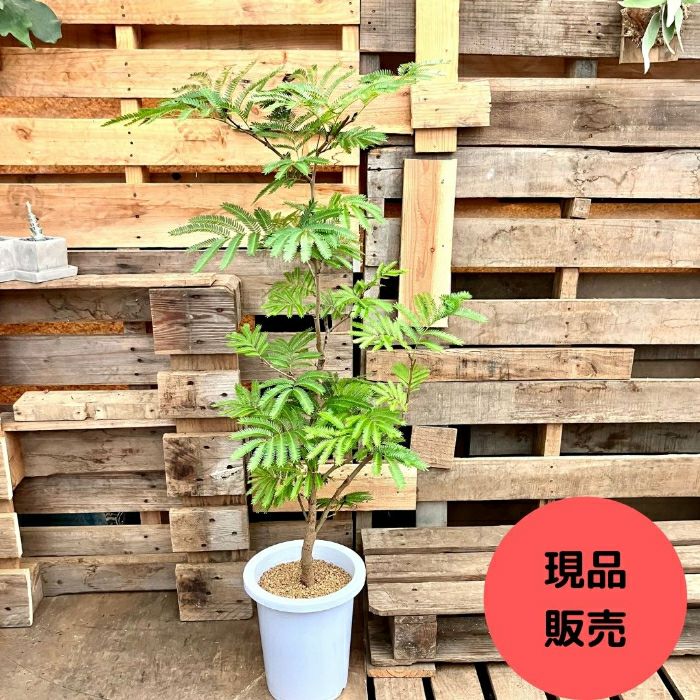 ☆新品現品☆大型観葉 1点もの エバーフレッシュ 8号サイズ 000693