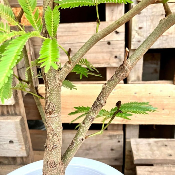 観葉植物現品販売