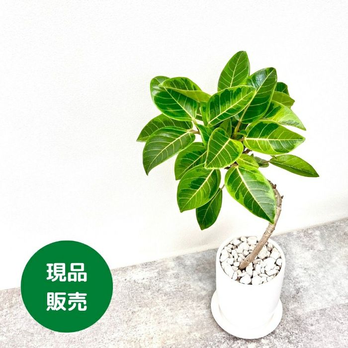 観葉植物現品販売