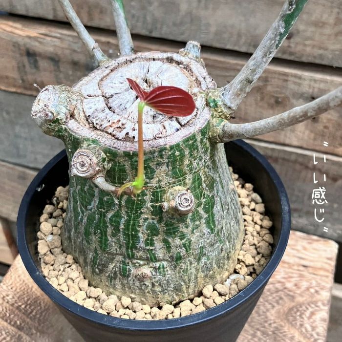 観葉植物現品販売