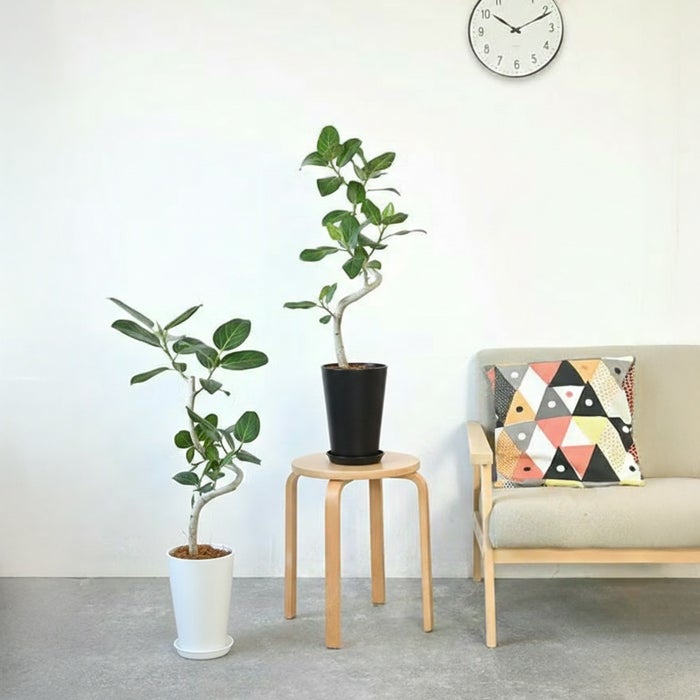 ベンガルボダイジュ（フィカス・ベンガレンシス）曲がり樹形 7号プラ鉢ロングポット 観葉植物