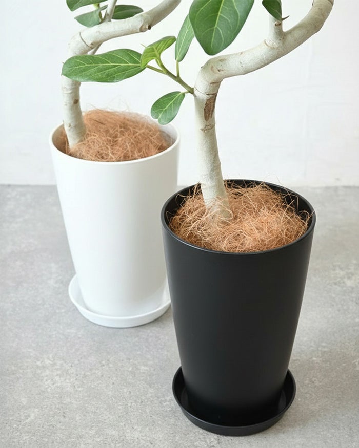 ベンガルボダイジュ（フィカス・ベンガレンシス）曲がり樹形 7号プラ鉢ロングポット 観葉植物