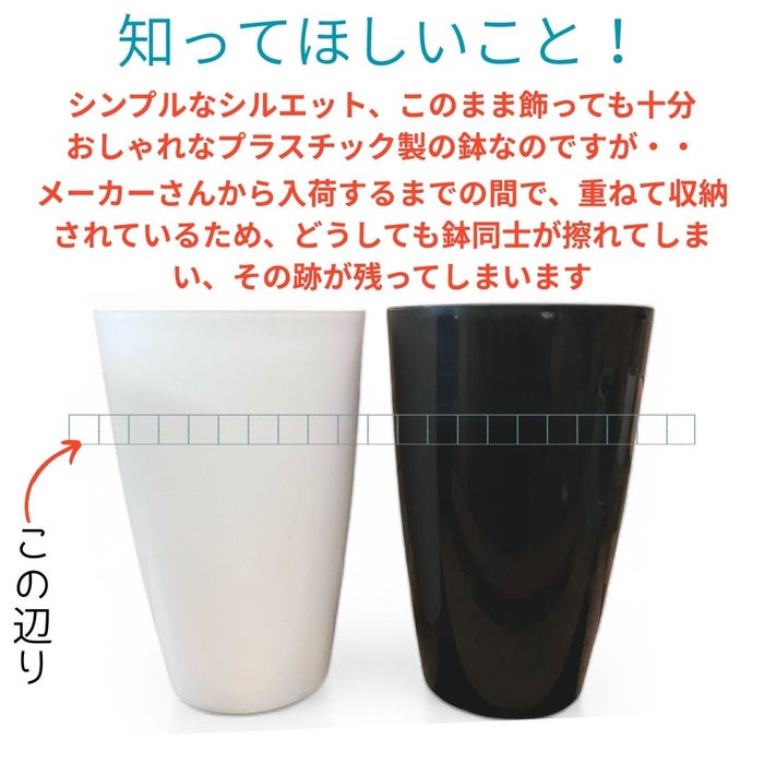 ベンガルボダイジュ（フィカス・ベンガレンシス）曲がり樹形 7号プラ鉢ロングポット 観葉植物