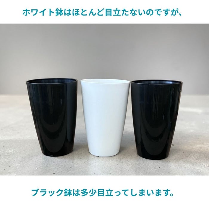 ベンガルボダイジュ（フィカス・ベンガレンシス）曲がり樹形 7号プラ鉢ロングポット 観葉植物