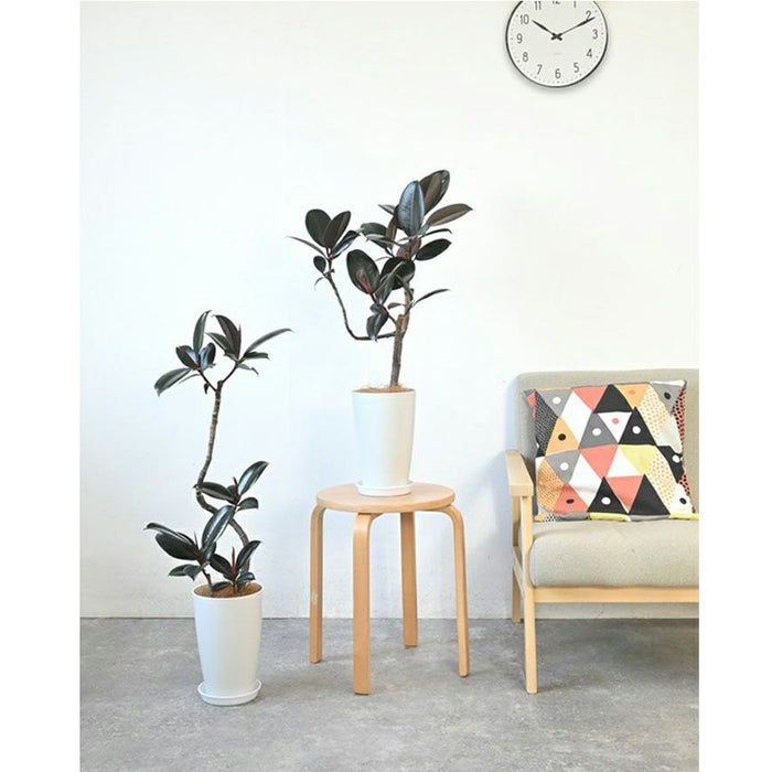 フィカス・バーガンディ 曲がり樹形 7号プラ鉢ロングポット 観葉植物