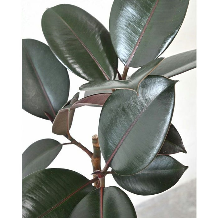 フィカス・バーガンディ 曲がり樹形 7号プラ鉢ロングポット 観葉植物