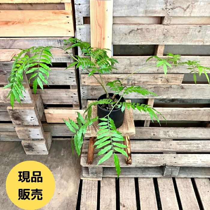 観葉植物現品販売