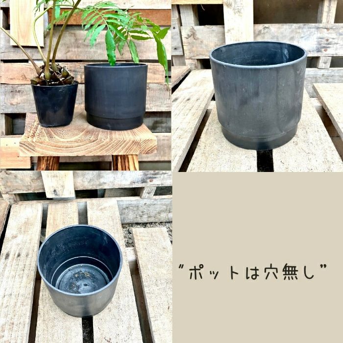 観葉植物現品販売