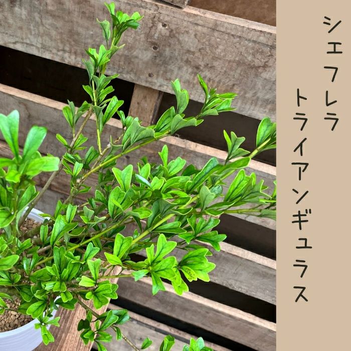 観葉植物現品販売