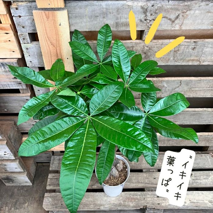 観葉植物現品販売