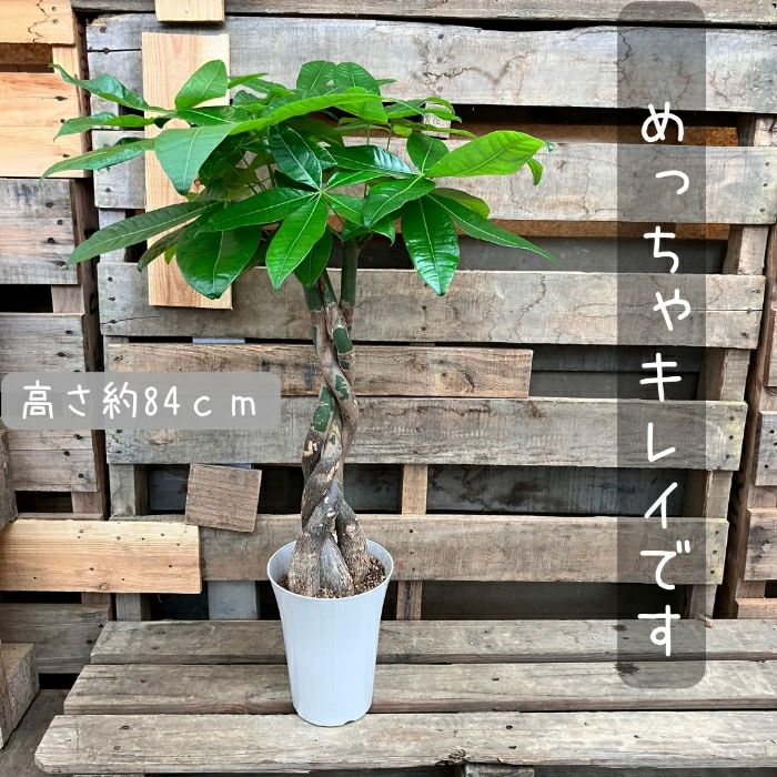 観葉植物現品販売