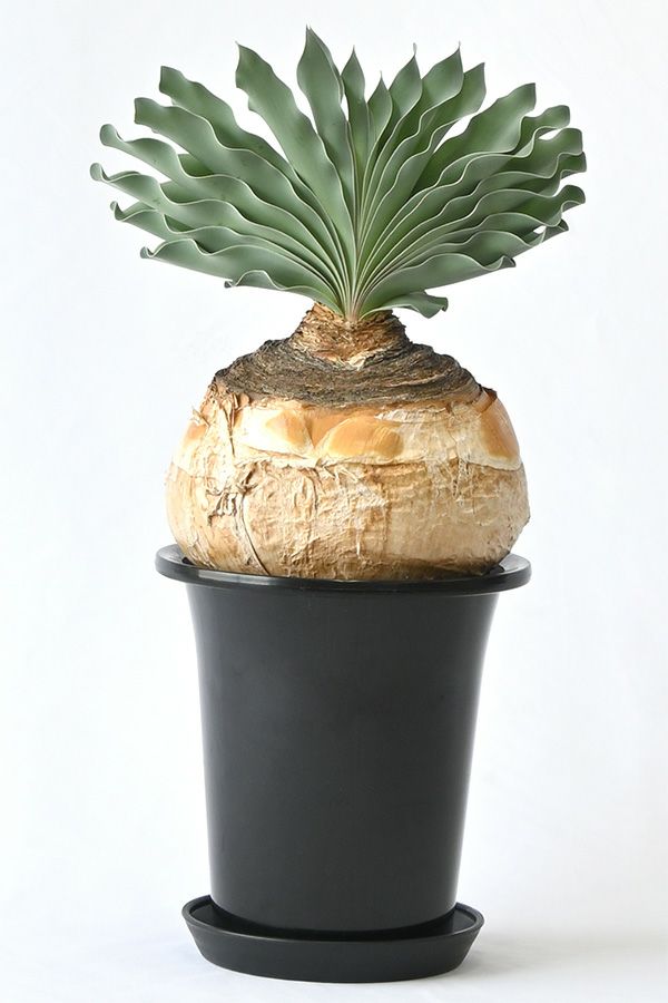 希少 現品 ブーファン・ハエマンソイデス ビザールプランツ 珍奇植物 1