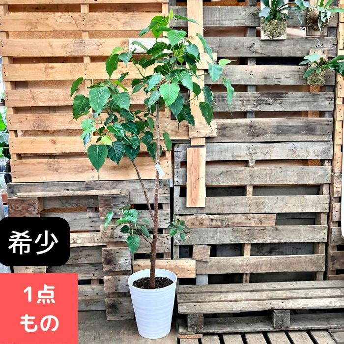 観葉植物 【現品】希少 インドボダイジュ 印度菩提樹 大型観葉植物