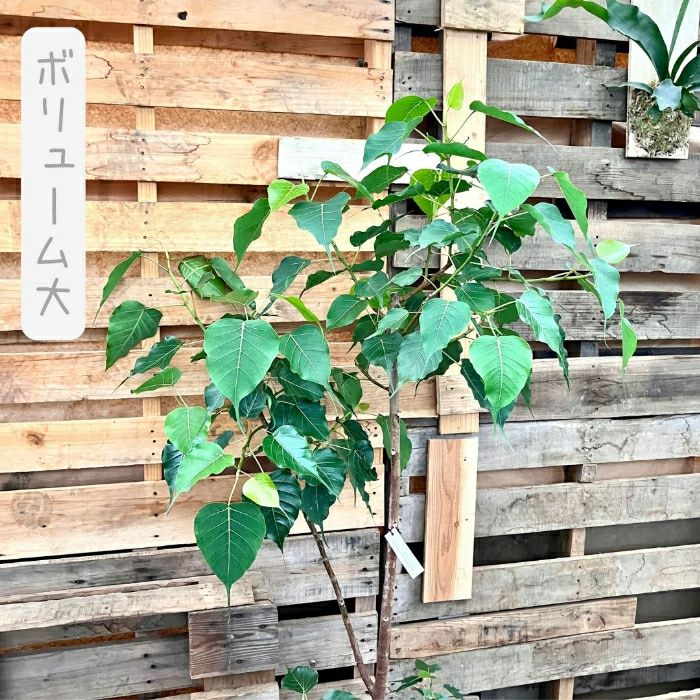 観葉植物現品販売