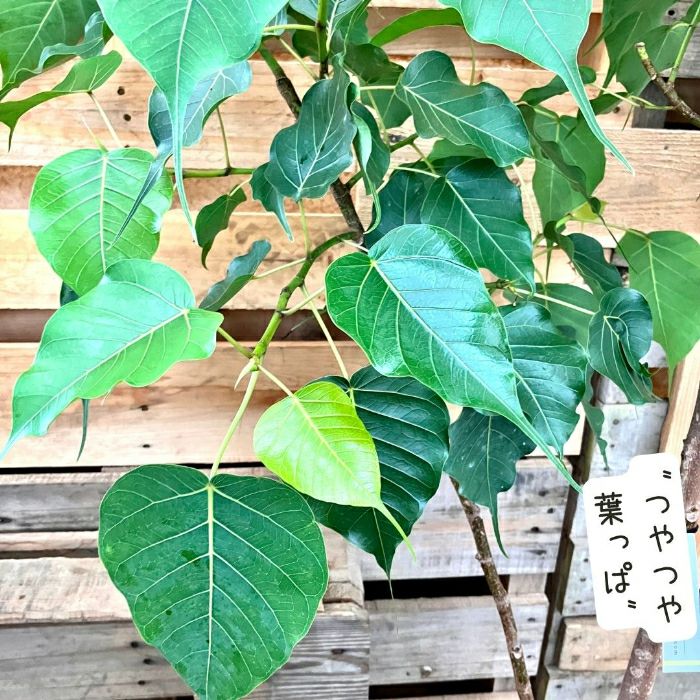 観葉植物現品販売