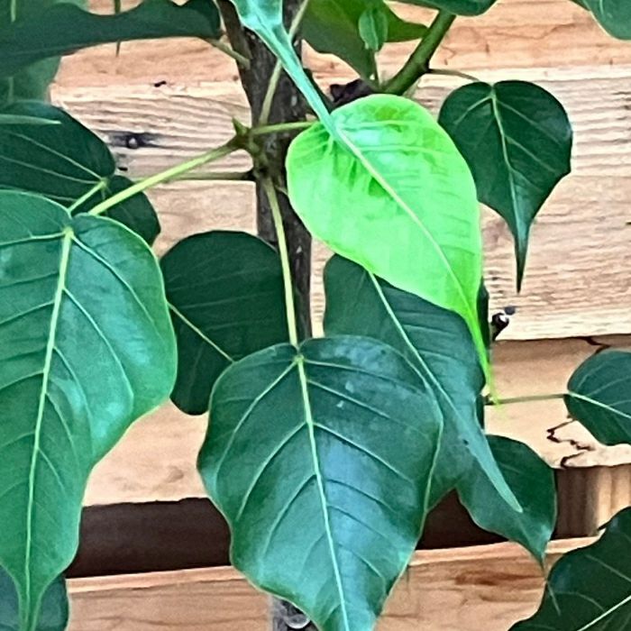 観葉植物現品販売