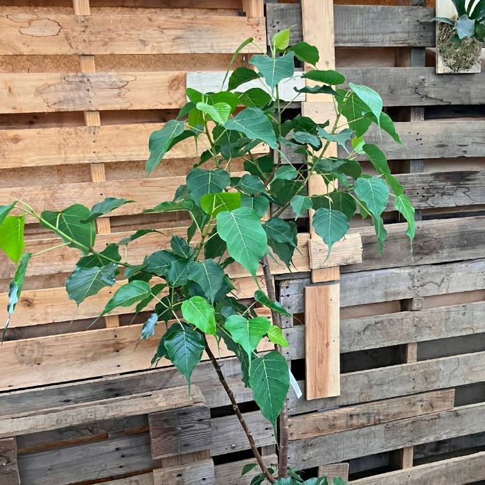 観葉植物現品販売