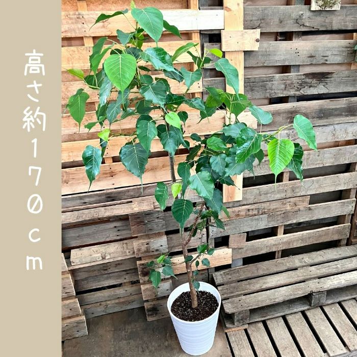 観葉植物現品販売