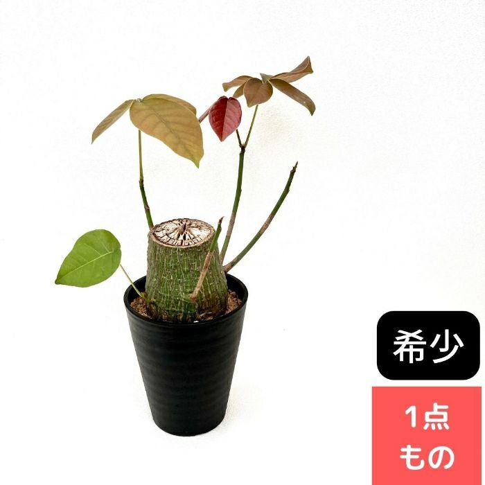 観葉植物 【現品】 塊根植物 ボンバックス 1点もの 【アウトレット】000692