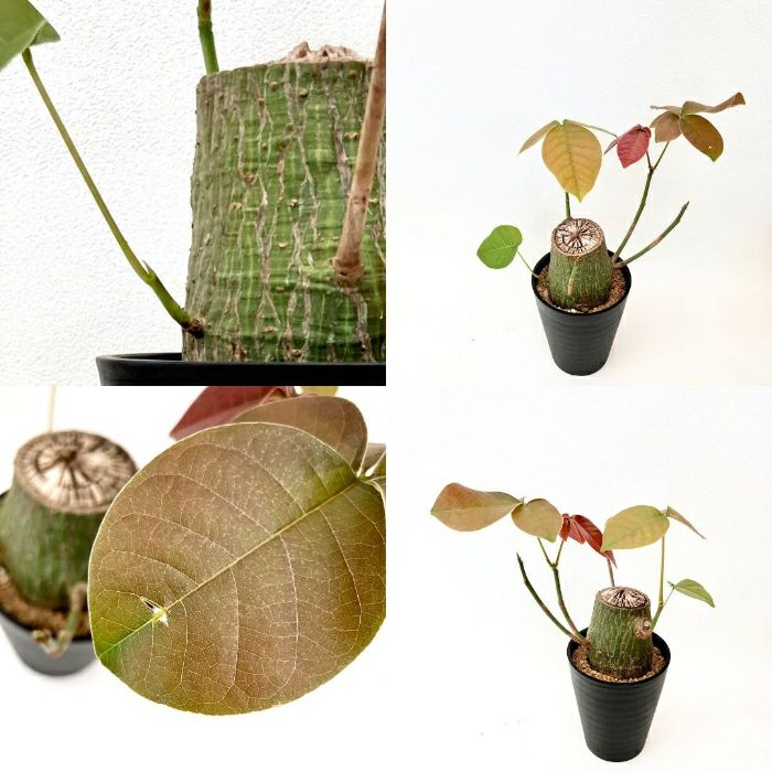 観葉植物現品販売