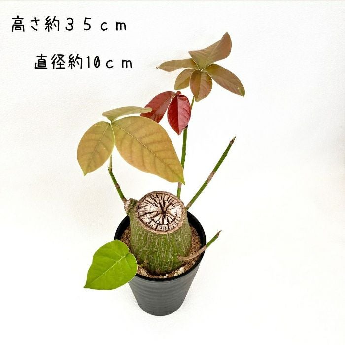 観葉植物現品販売