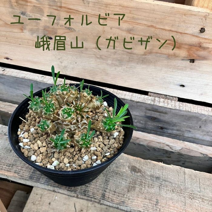 観葉植物現品販売