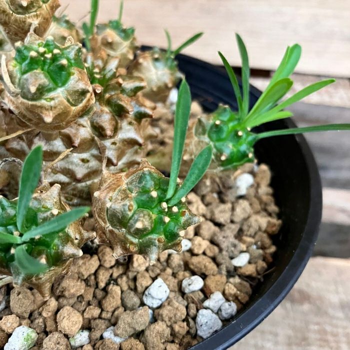 観葉植物現品販売