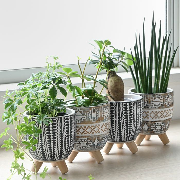 残りわずか】選べる ミニ 観葉植物 本物 卓上 脚付き2パターンセメント