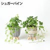選べる ミニ 観葉植物 卓上 脚付き2パターンセメントポット
