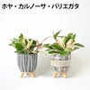 選べる ミニ 観葉植物 卓上 脚付き2パターンセメントポット