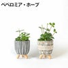 選べる ミニ 観葉植物 卓上 脚付き2パターンセメントポット