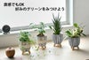 選べる ミニ 観葉植物 卓上 脚付き2パターンセメントポット