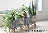 選べる ミニ 観葉植物 卓上 脚付き2パターンセメントポット