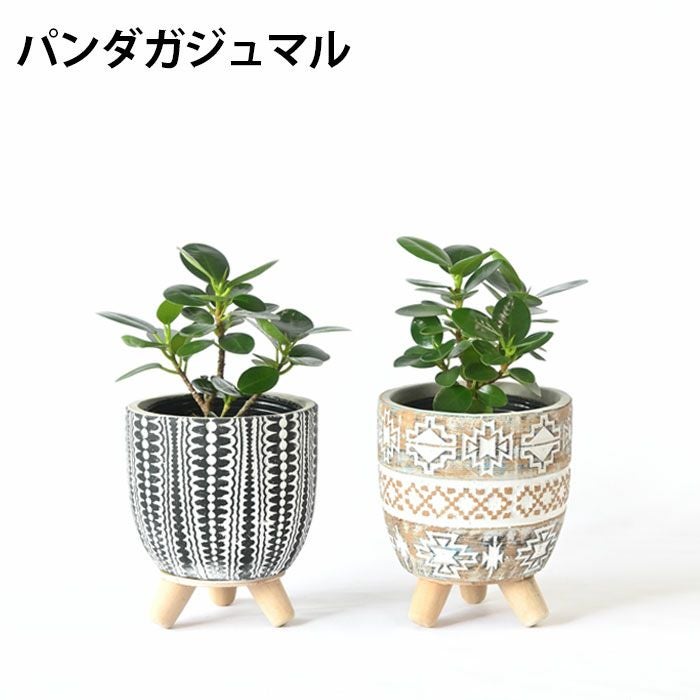 選べる ミニ 観葉植物 卓上 脚付き2パターンセメントポット