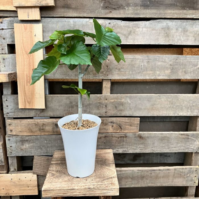 観葉植物現品販売