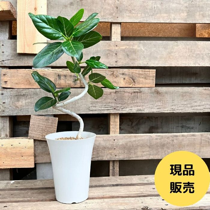 観葉植物現品販売