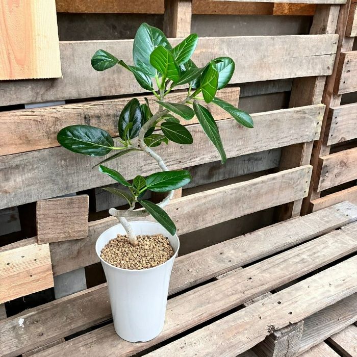 観葉植物現品販売