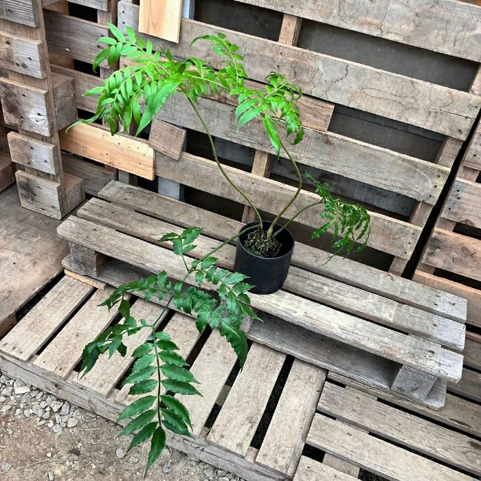 観葉植物現品販売