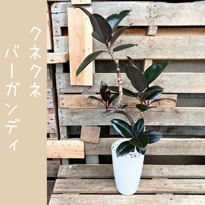 観葉植物現品販売