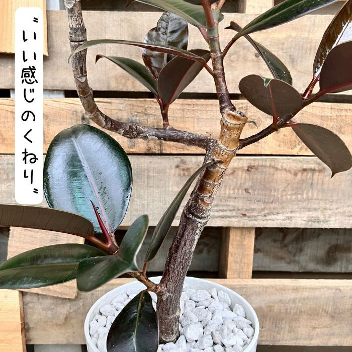 観葉植物現品販売