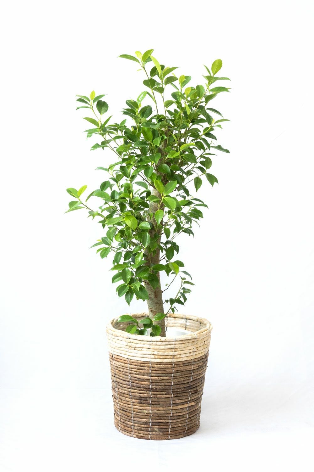 ガジュマル 8号鉢 選べる鉢カバー付 観葉植物 本物