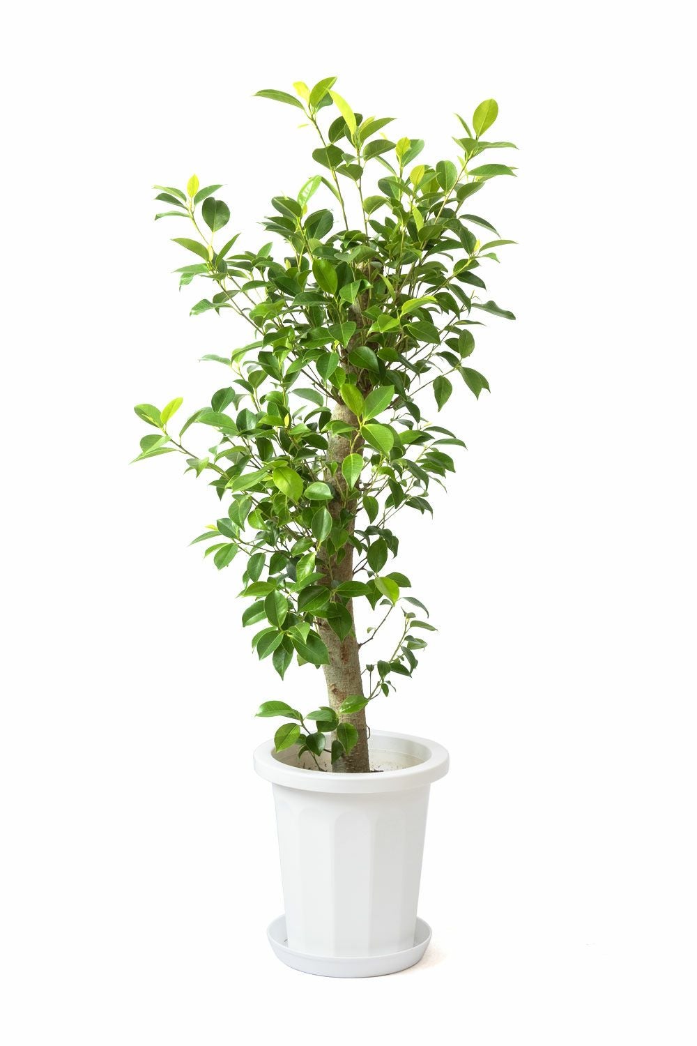 ガジュマル 8号鉢 観葉植物 本物