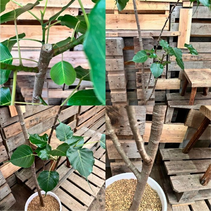 観葉植物現品販売