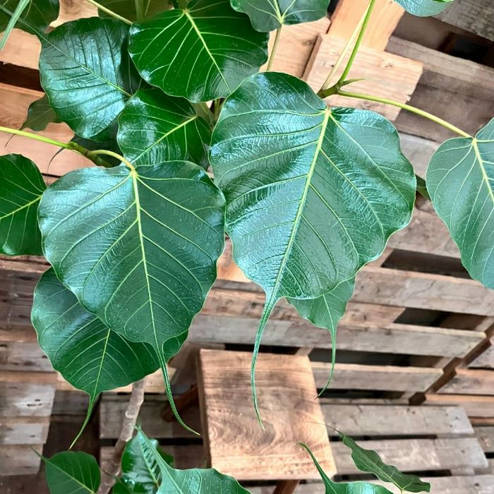 観葉植物現品販売