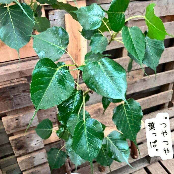 観葉植物現品販売