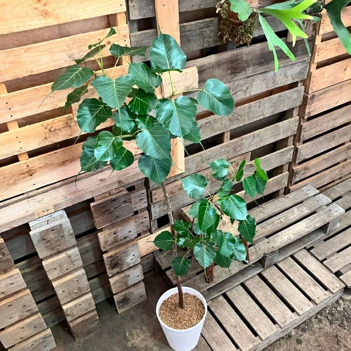 観葉植物現品販売