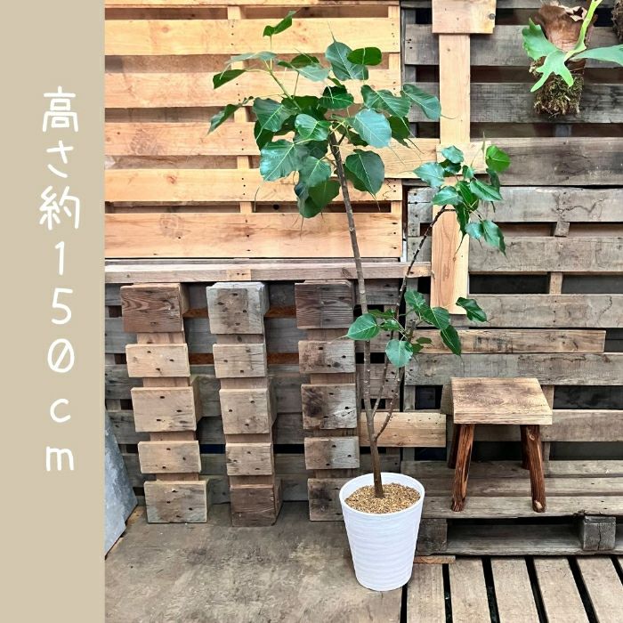 観葉植物現品販売