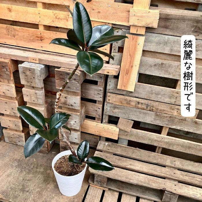 観葉植物現品販売