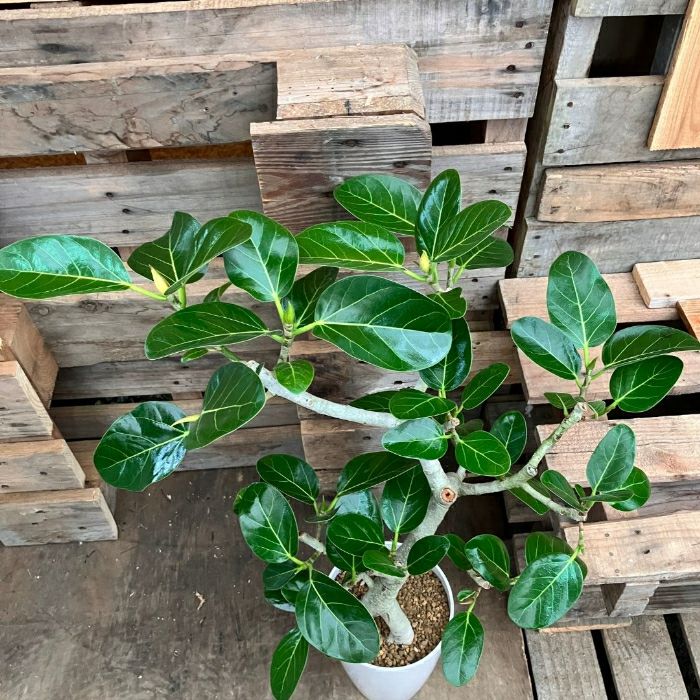 観葉植物現品販売