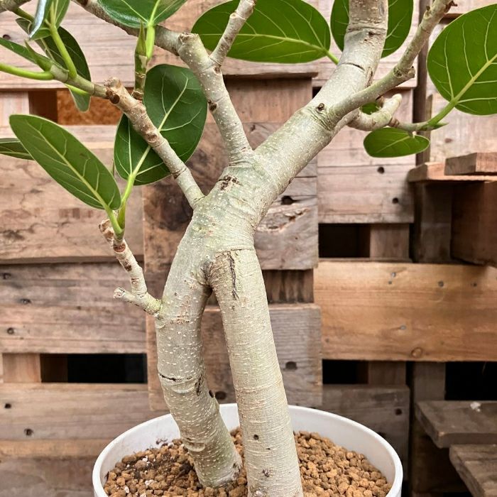 観葉植物現品販売